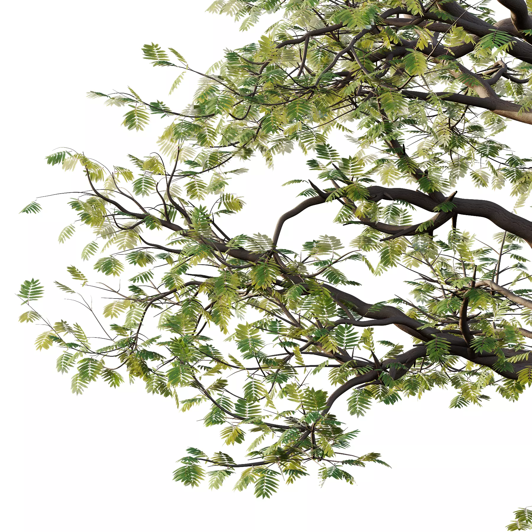 Mountain Ash Tree 19 3D model_3