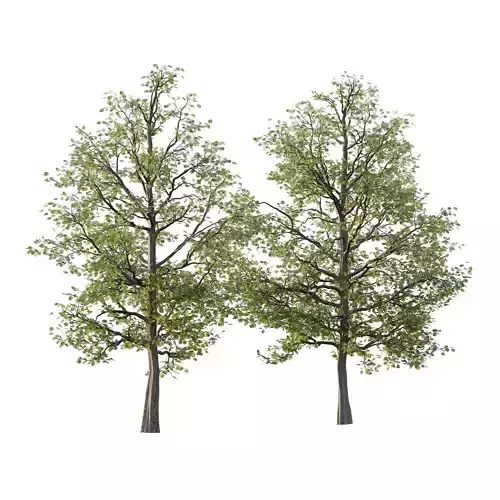 Mountain Ash Tree 19