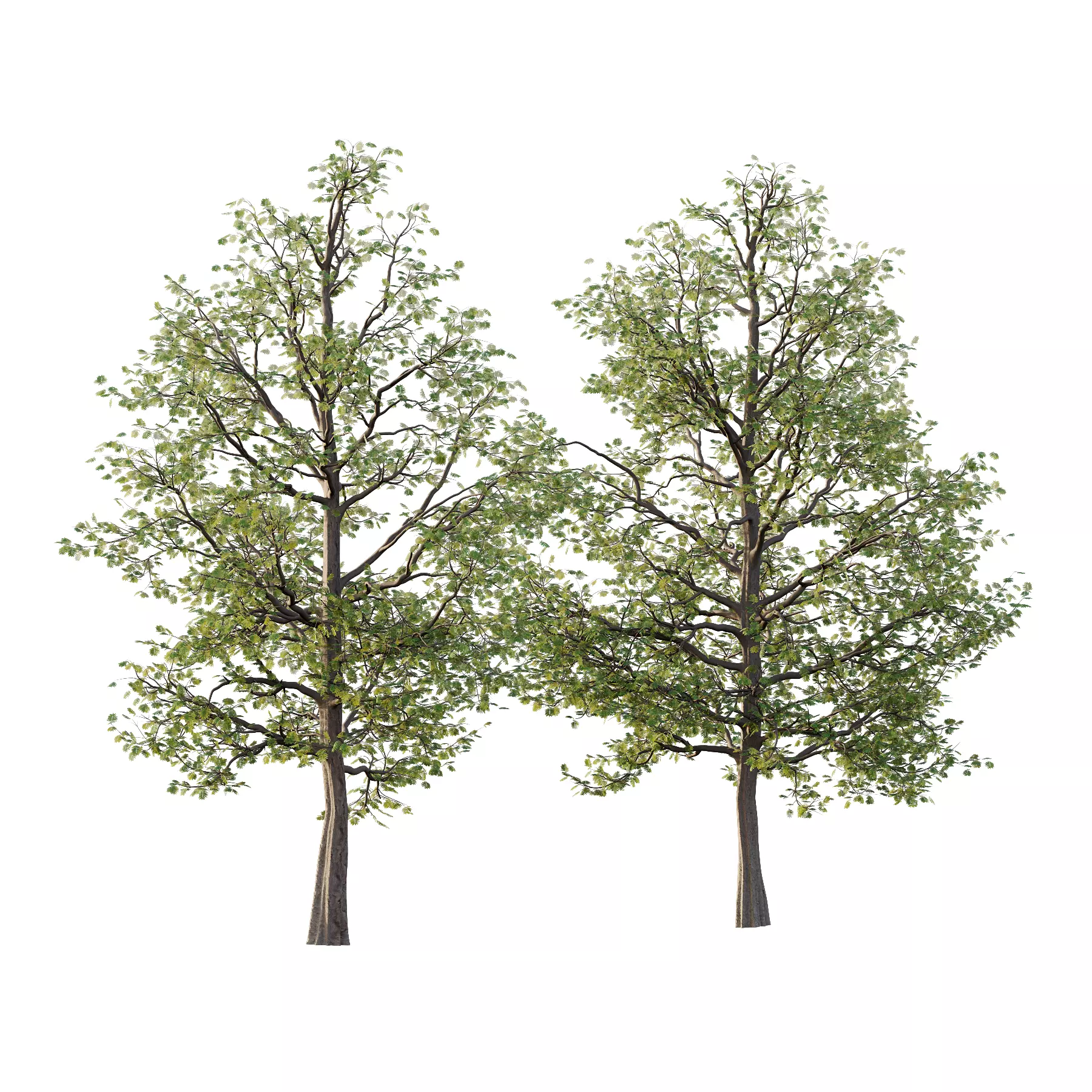 Mountain Ash Tree 19 3D model_0