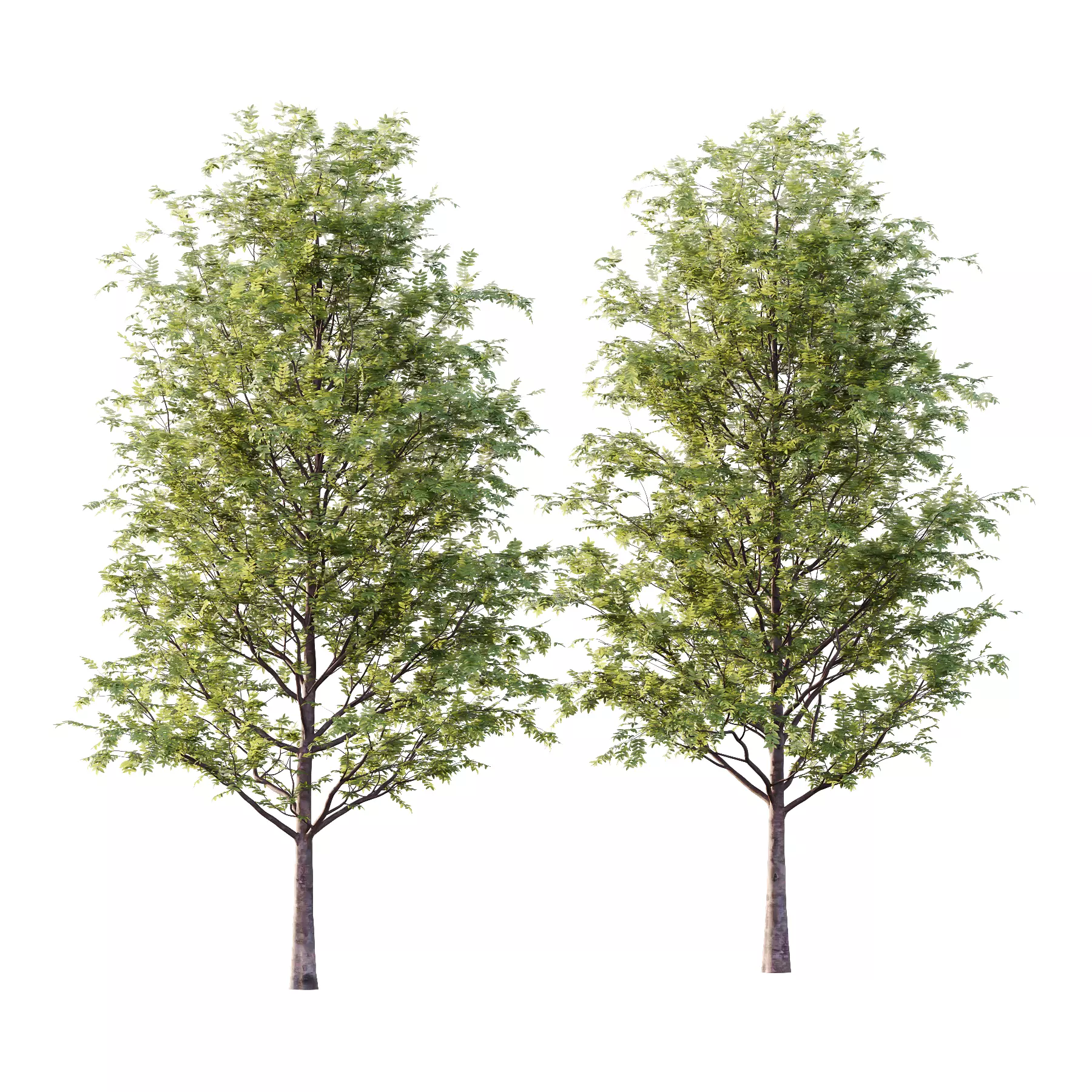 Rowan tree 01 3D model_0