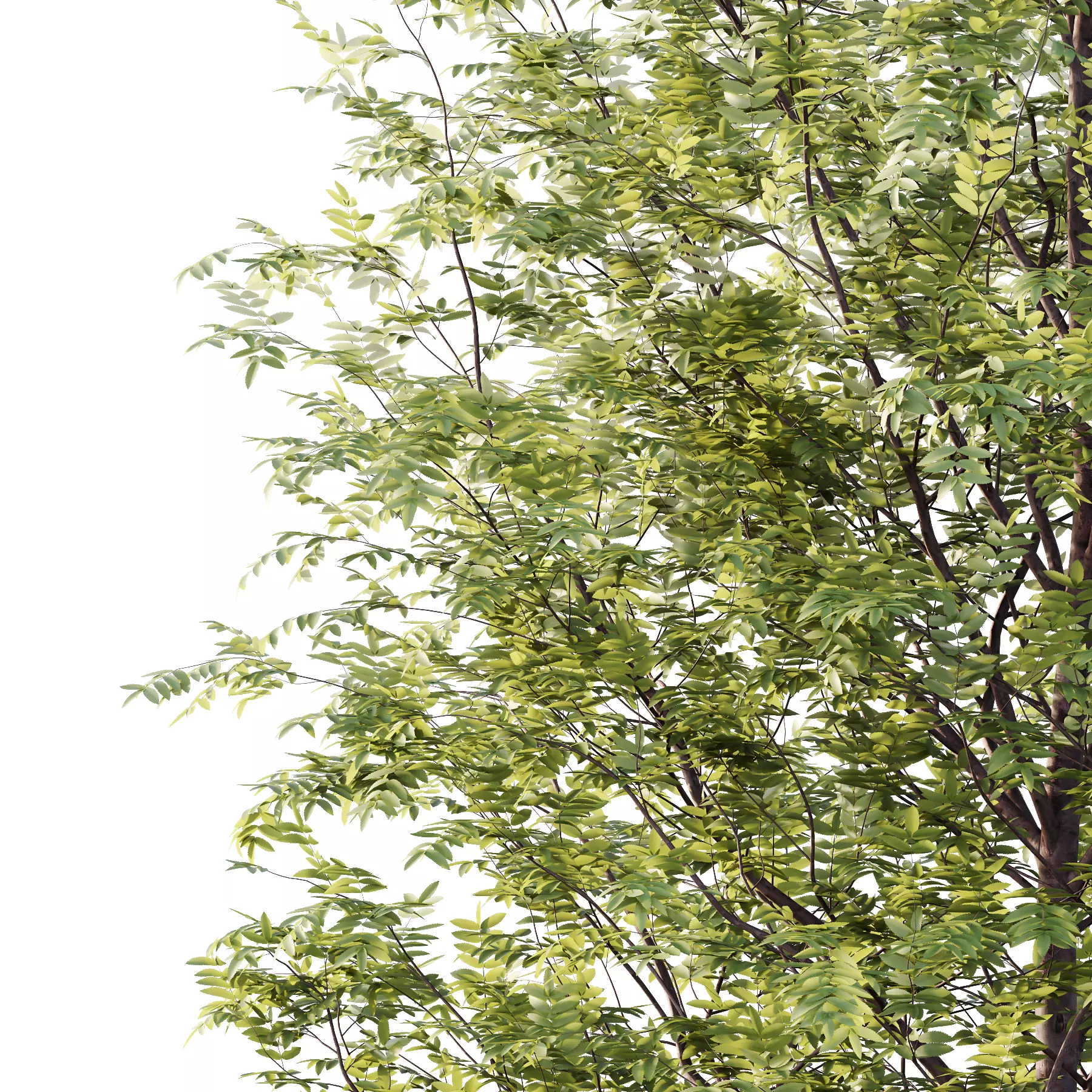 Rowan tree 01 3D model_3