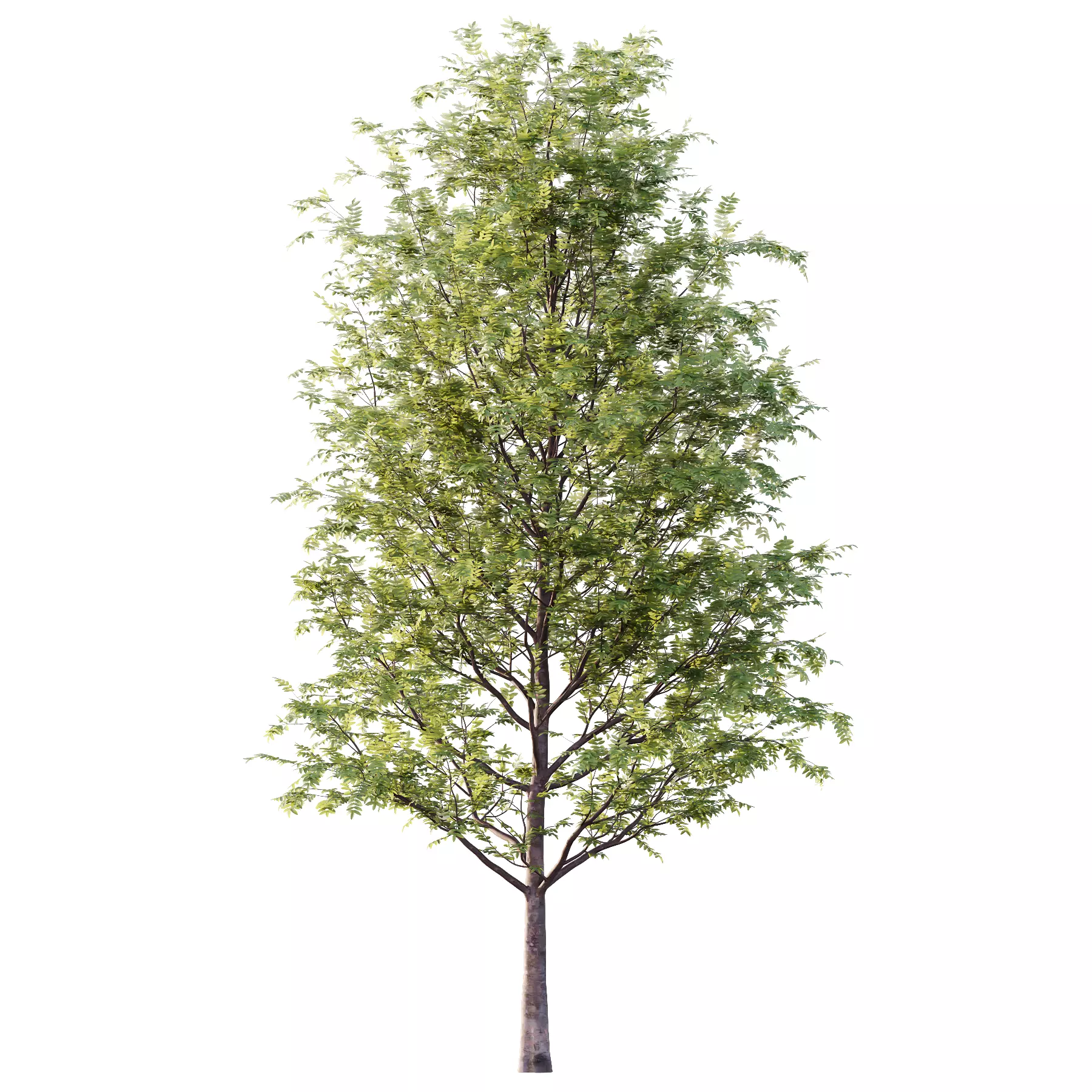 Rowan tree 01 3D model_2