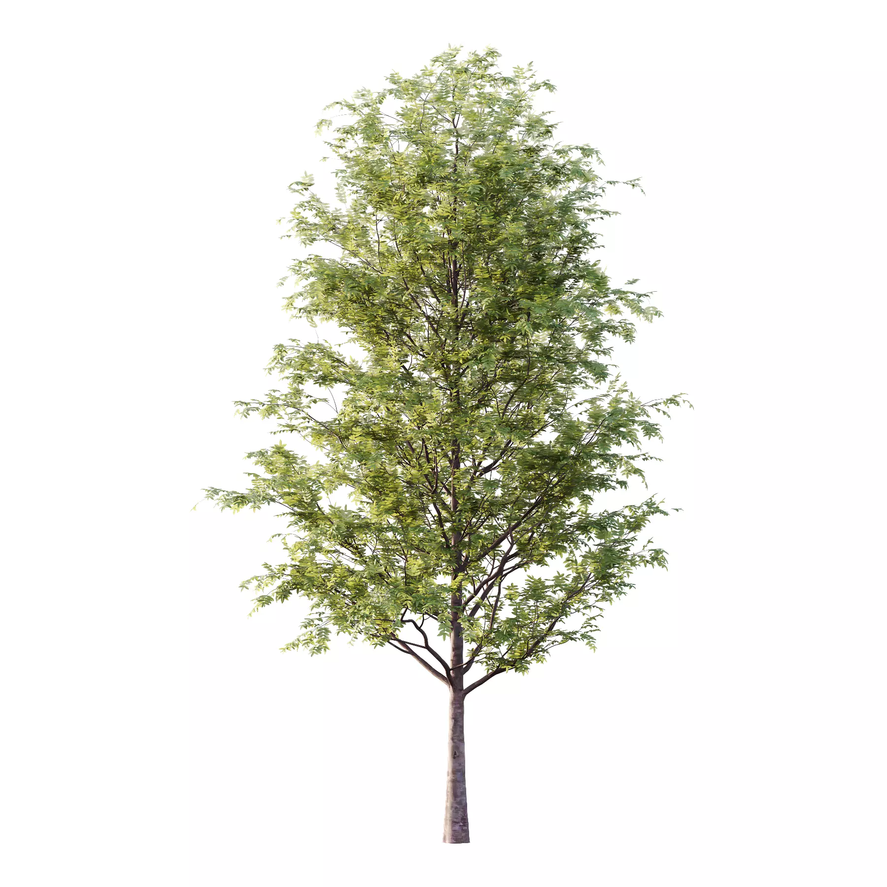 Rowan tree 01 3D model_1