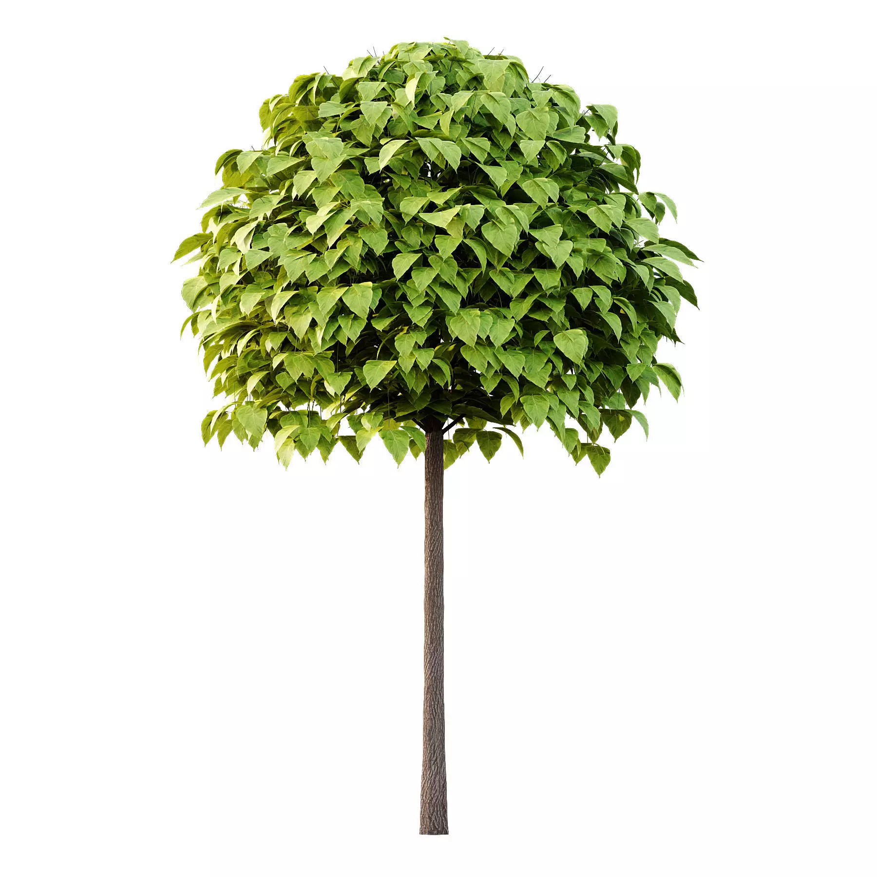 Excellent collection of Outdoor plants 16 Different Models 0027 _8