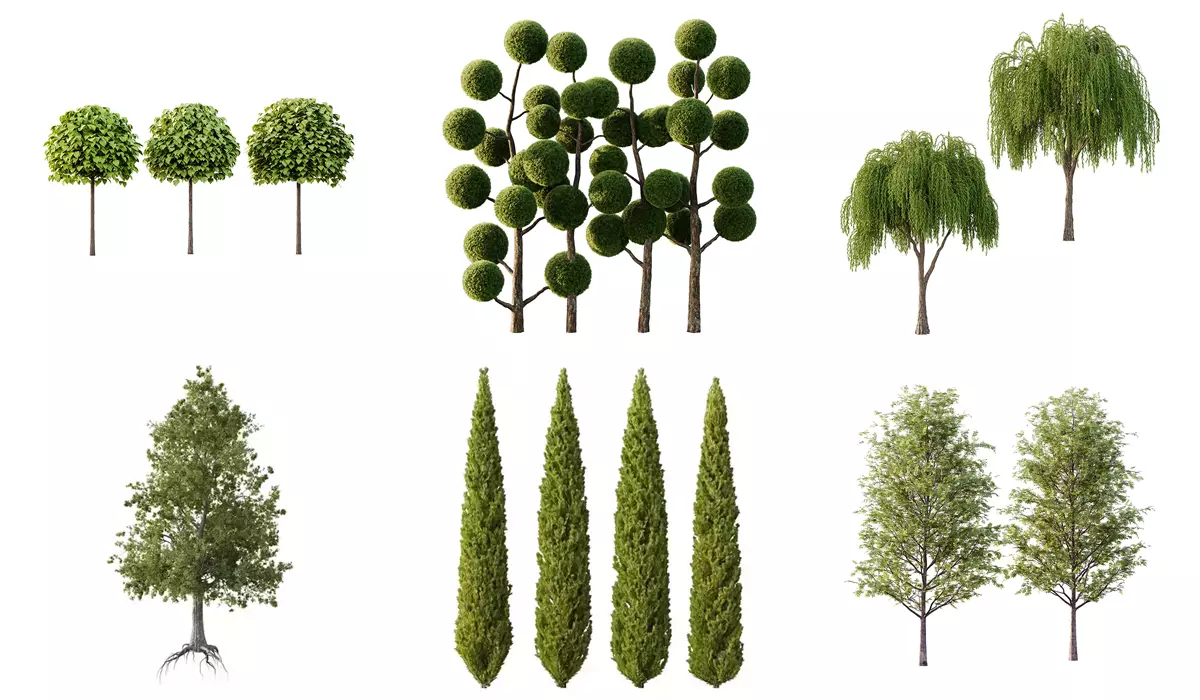 Excellent collection of Outdoor plants 16 Different Models 0027 _0