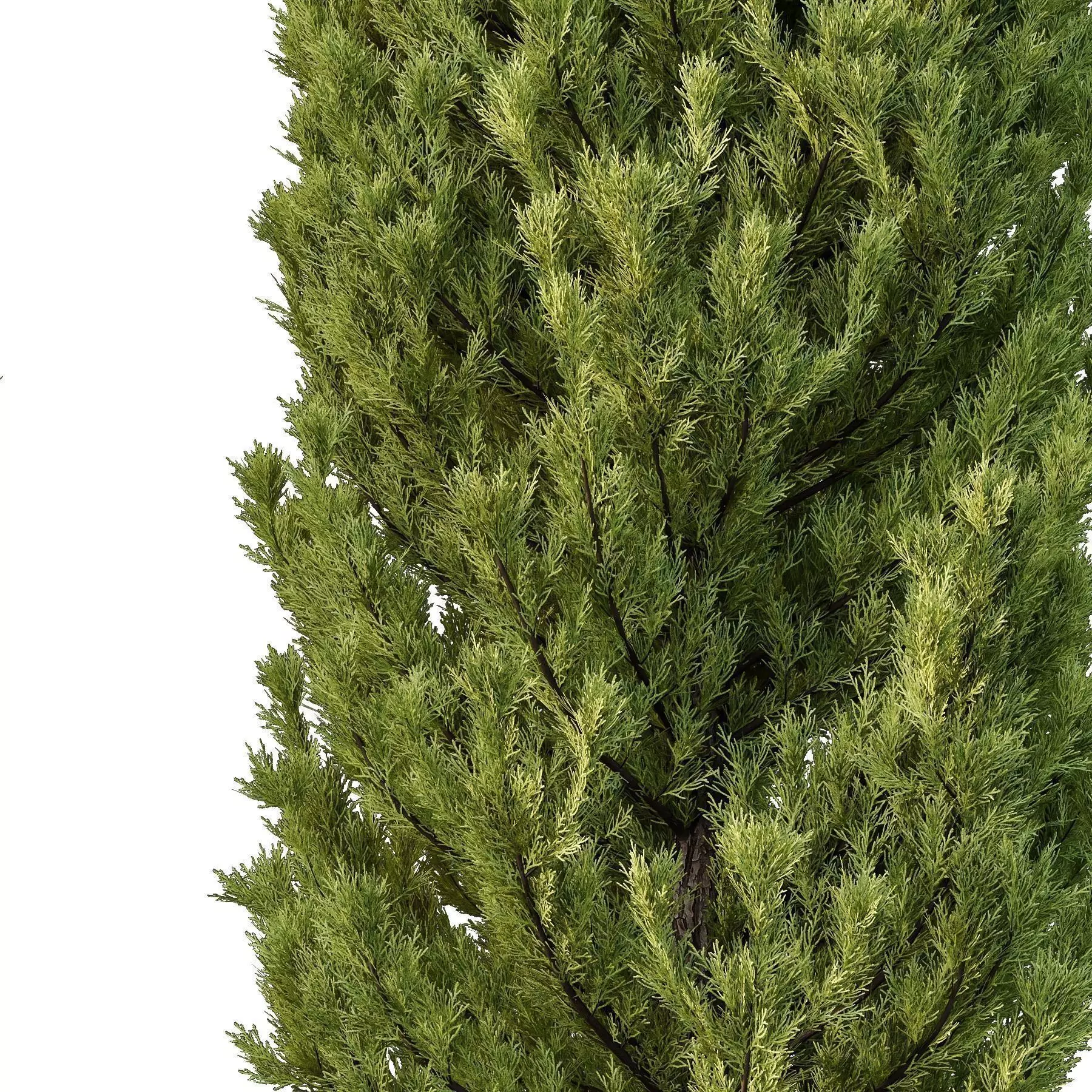 Excellent collection of Outdoor plants 16 Different Models 0027 _10