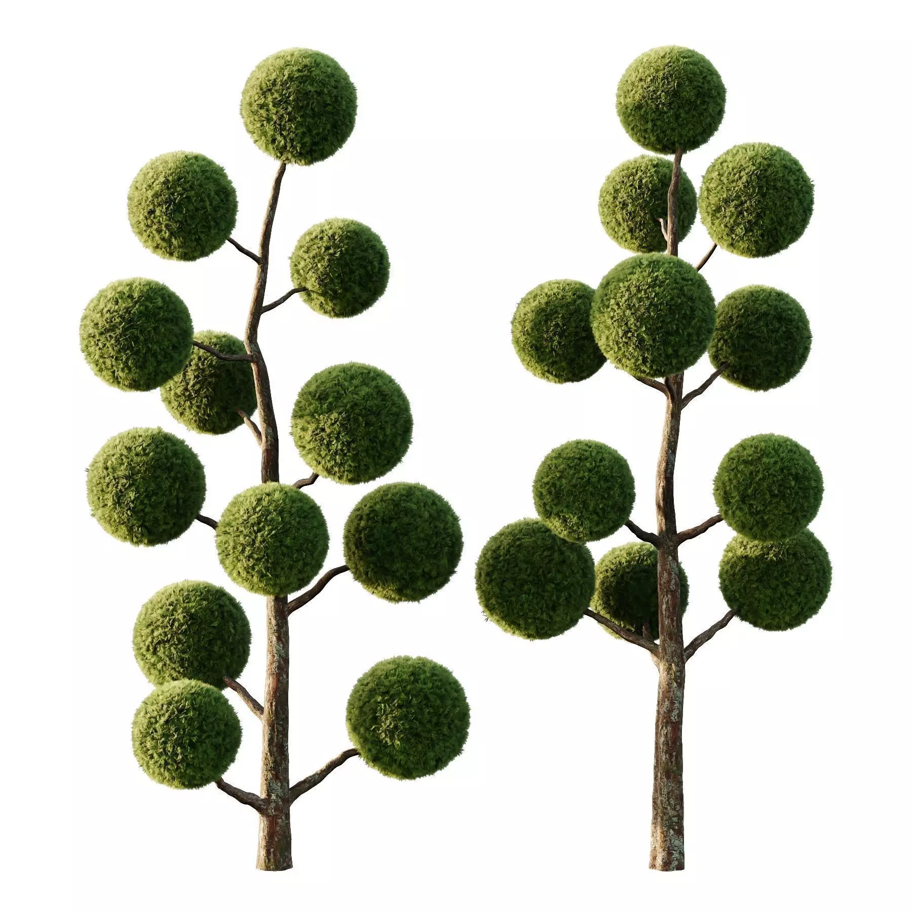 Excellent collection of Outdoor plants 16 Different Models 0027 _13