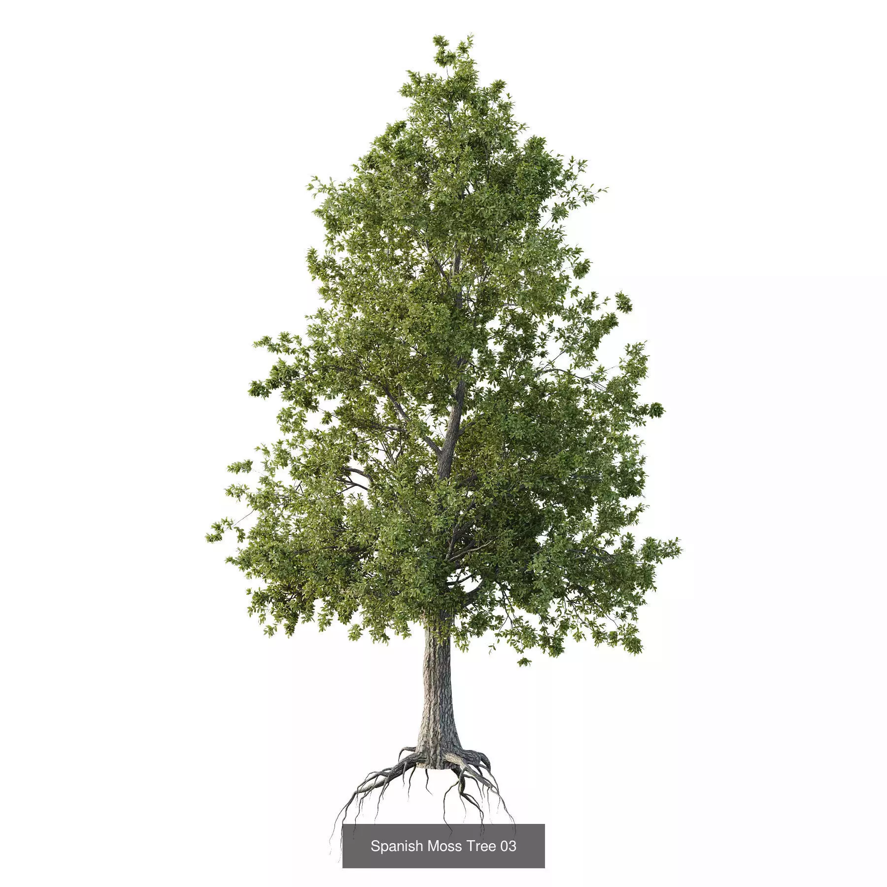 Excellent collection of Outdoor plants 16 Different Models 0027 _5