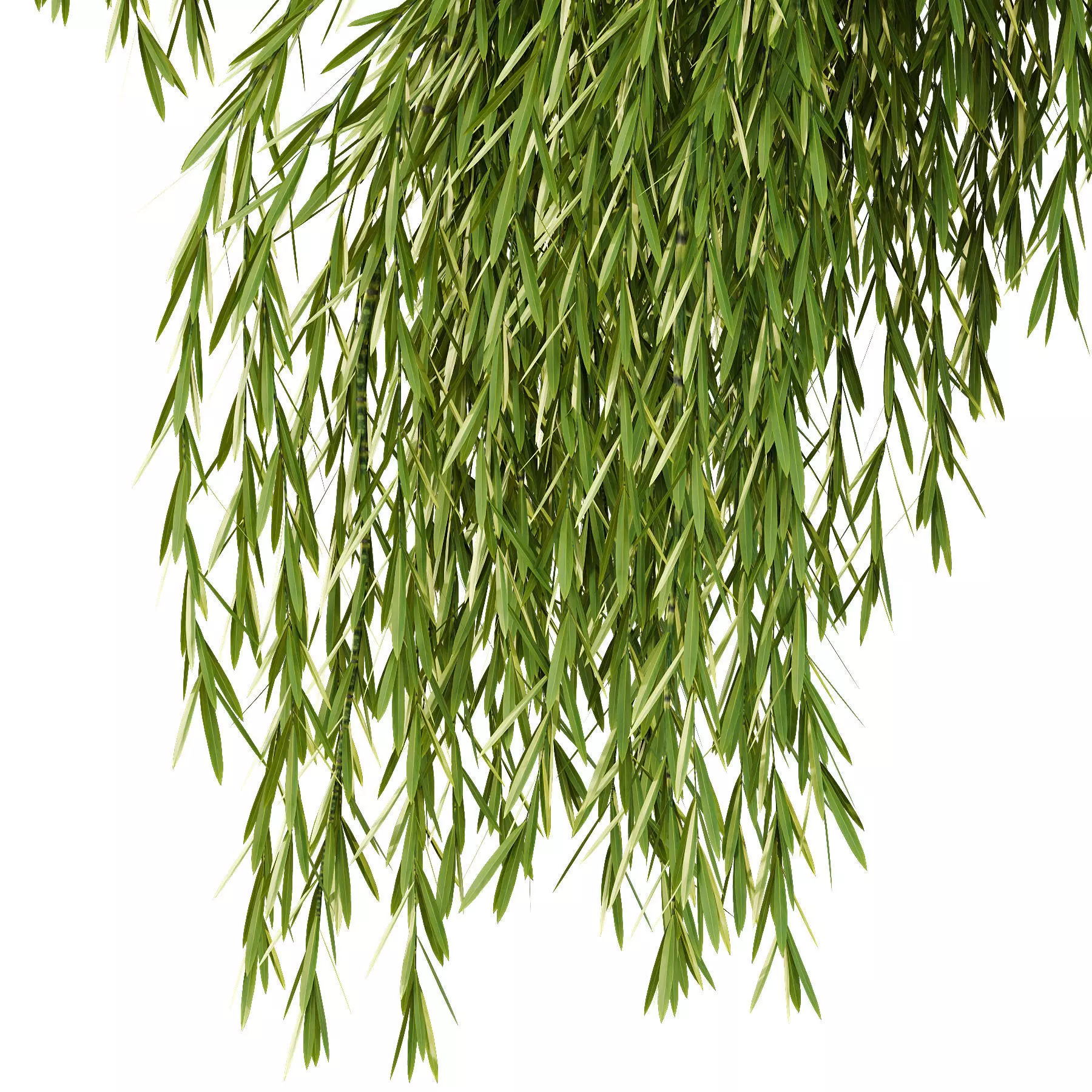 Excellent collection of Outdoor plants 16 Different Models 0027 _16