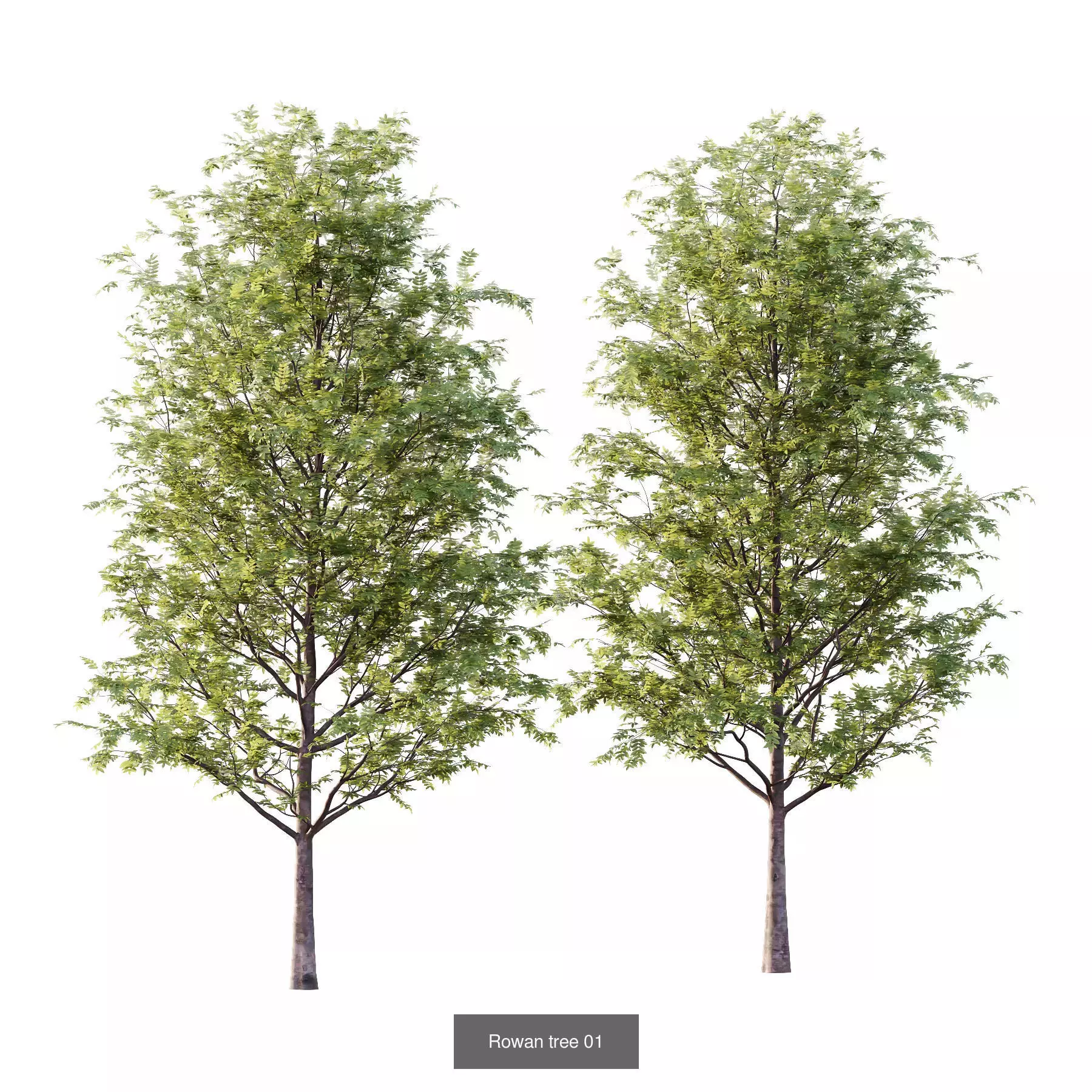 Excellent collection of Outdoor plants 16 Different Models 0027 _7