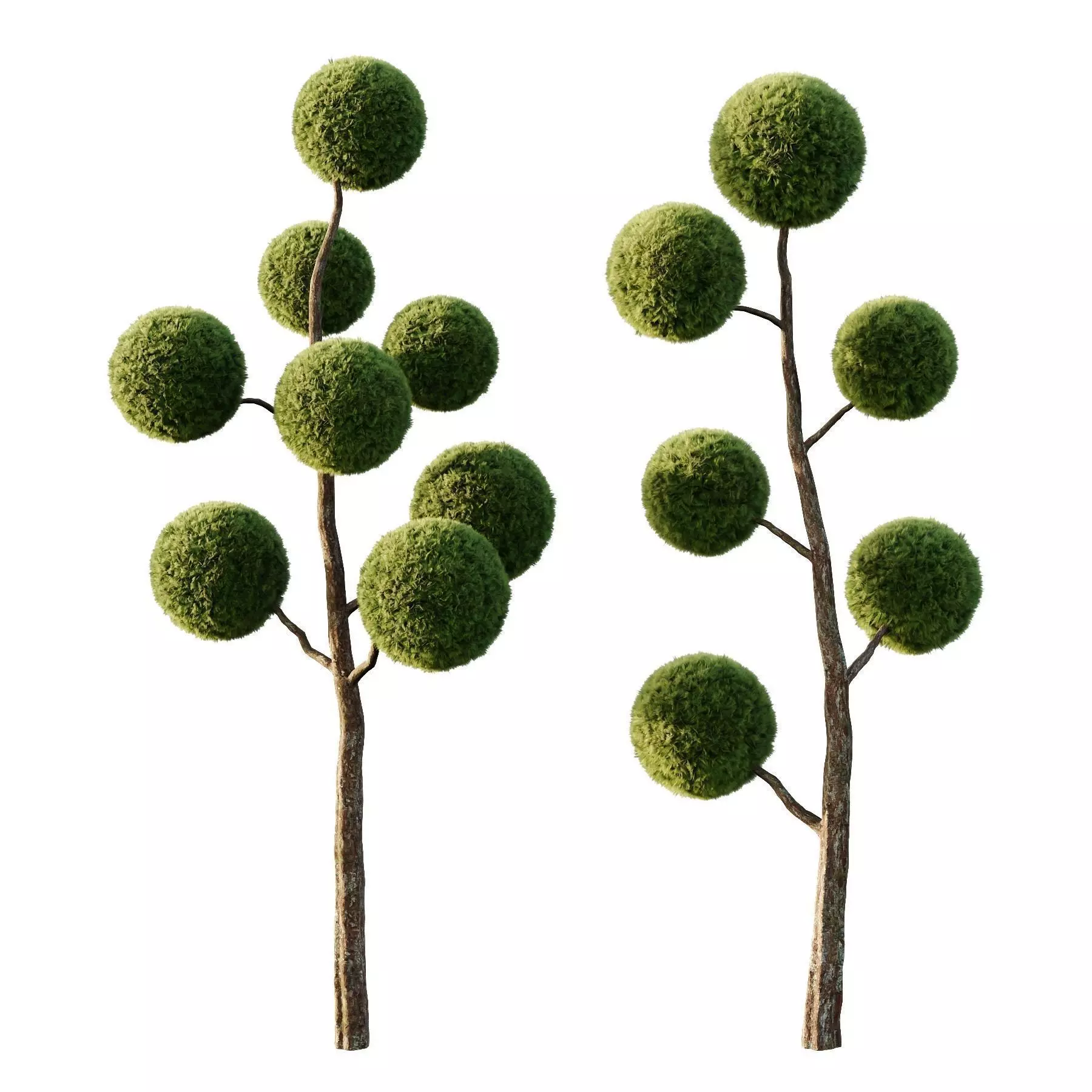 Excellent collection of Outdoor plants 16 Different Models 0027 _14