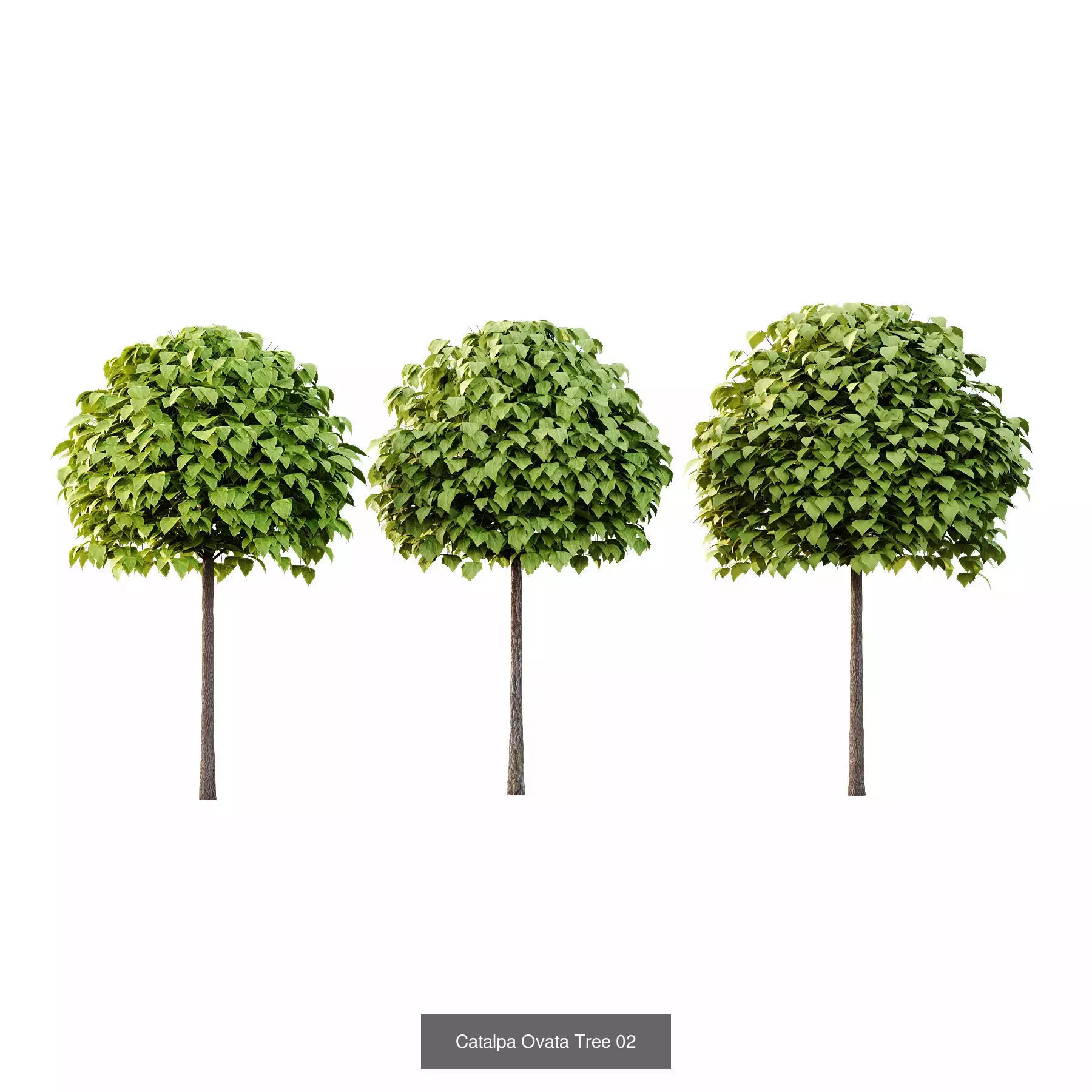 Excellent collection of Outdoor plants 16 Different Models 0027 _4