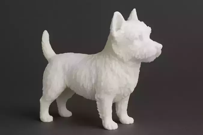 West Highland White Terrier Animal