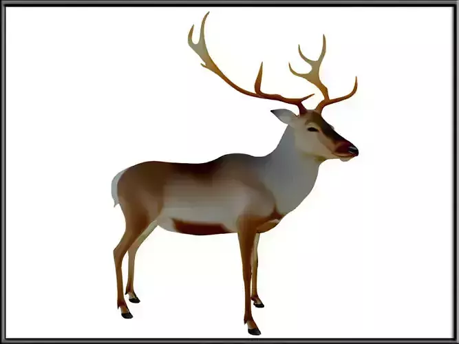 Realistic Reindeer White Tale