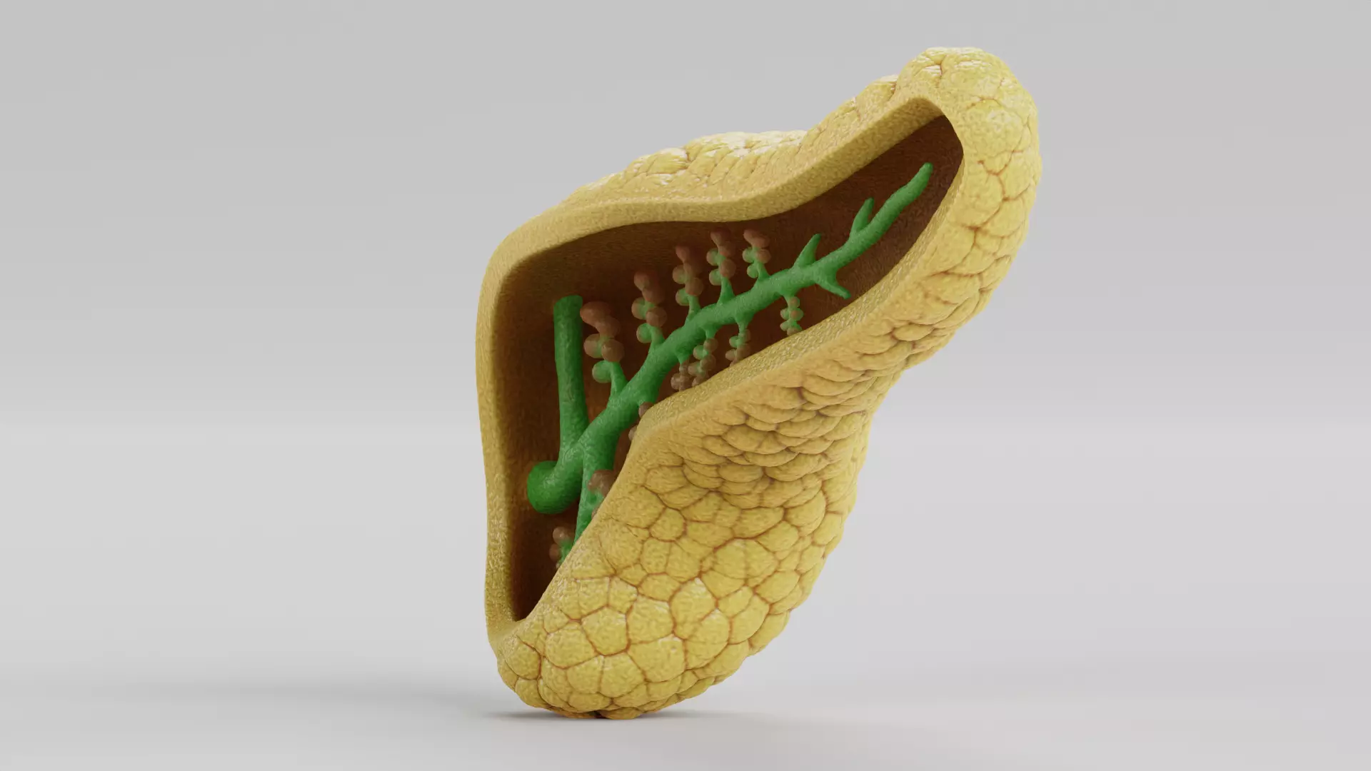 Pancreas Cross-Section - Realistic Human Anatomy 3D model_4