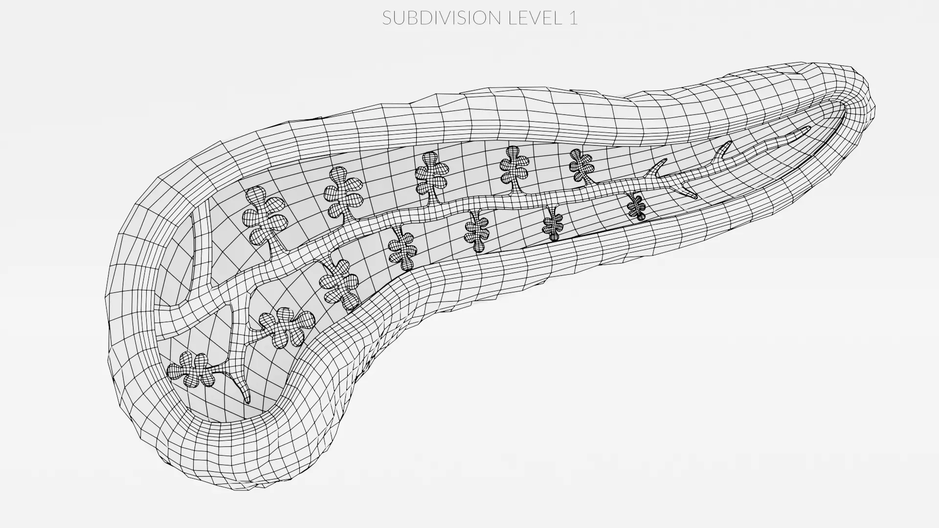 Pancreas Cross-Section - Realistic Human Anatomy 3D model_9