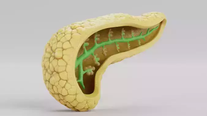 Pancreas Cross-Section - Realistic Human Anatomy