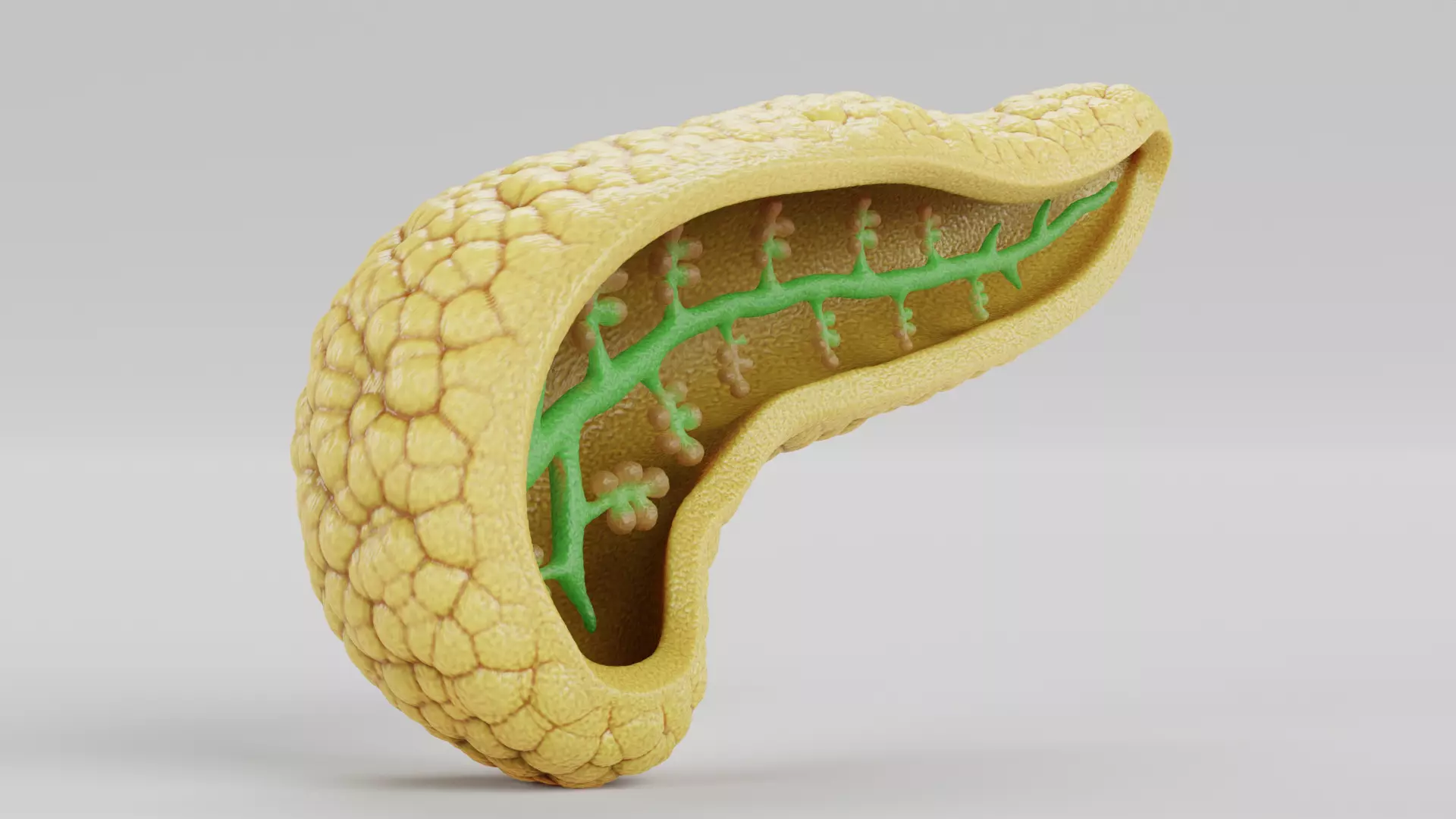 Pancreas Cross-Section - Realistic Human Anatomy 3D model_1