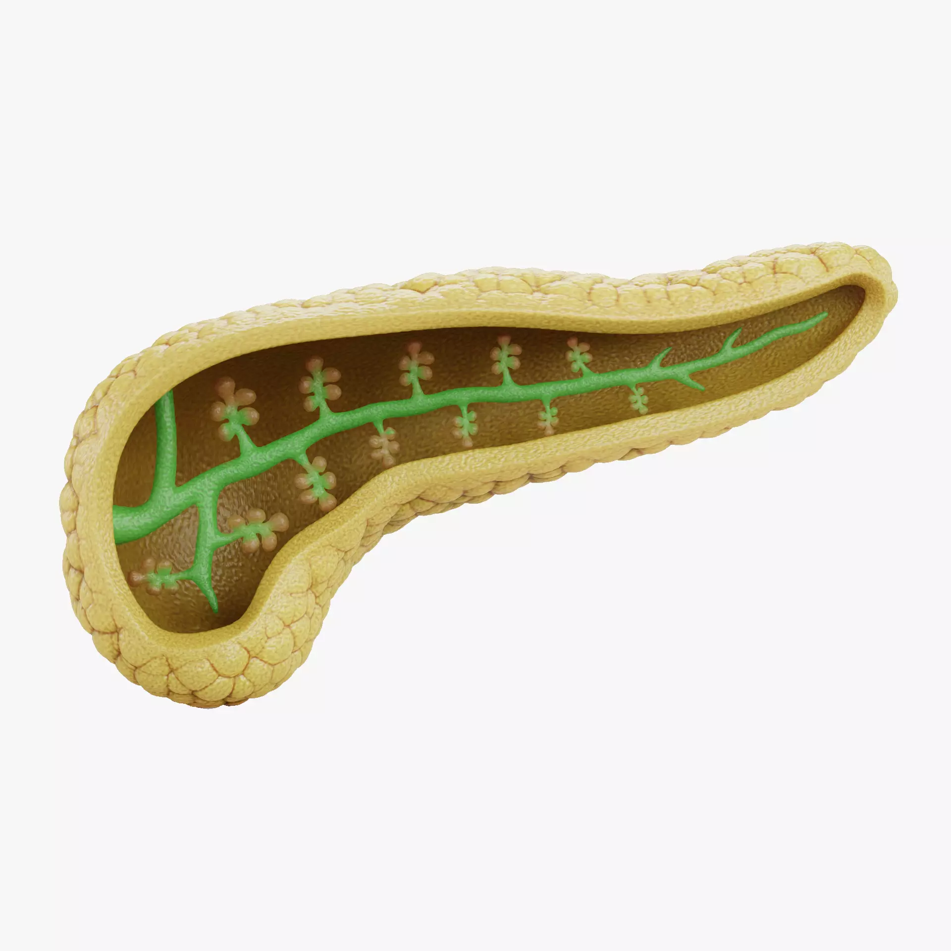 Pancreas Cross-Section - Realistic Human Anatomy 3D model_12