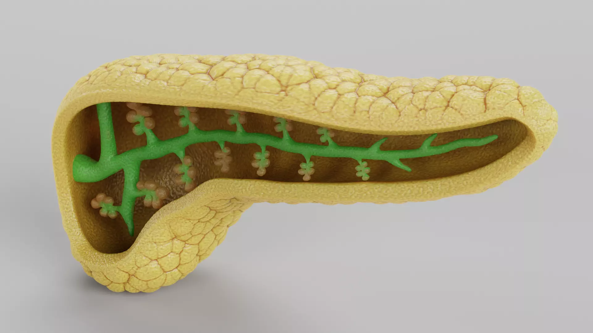 Pancreas Cross-Section - Realistic Human Anatomy 3D model_5