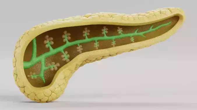 Pancreas Cross-Section - Realistic Human Anatomy
