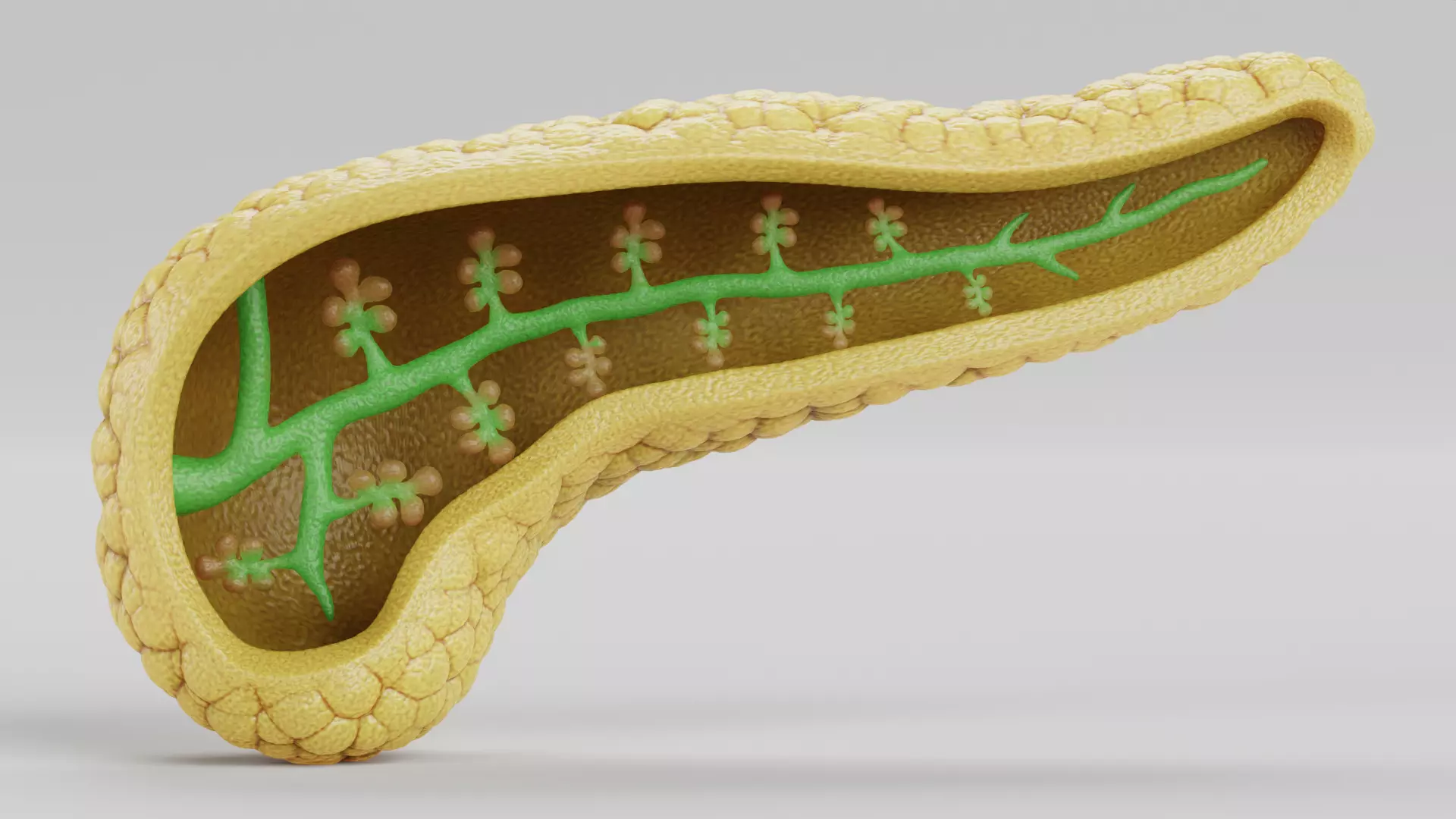 Pancreas Cross-Section - Realistic Human Anatomy 3D model_0