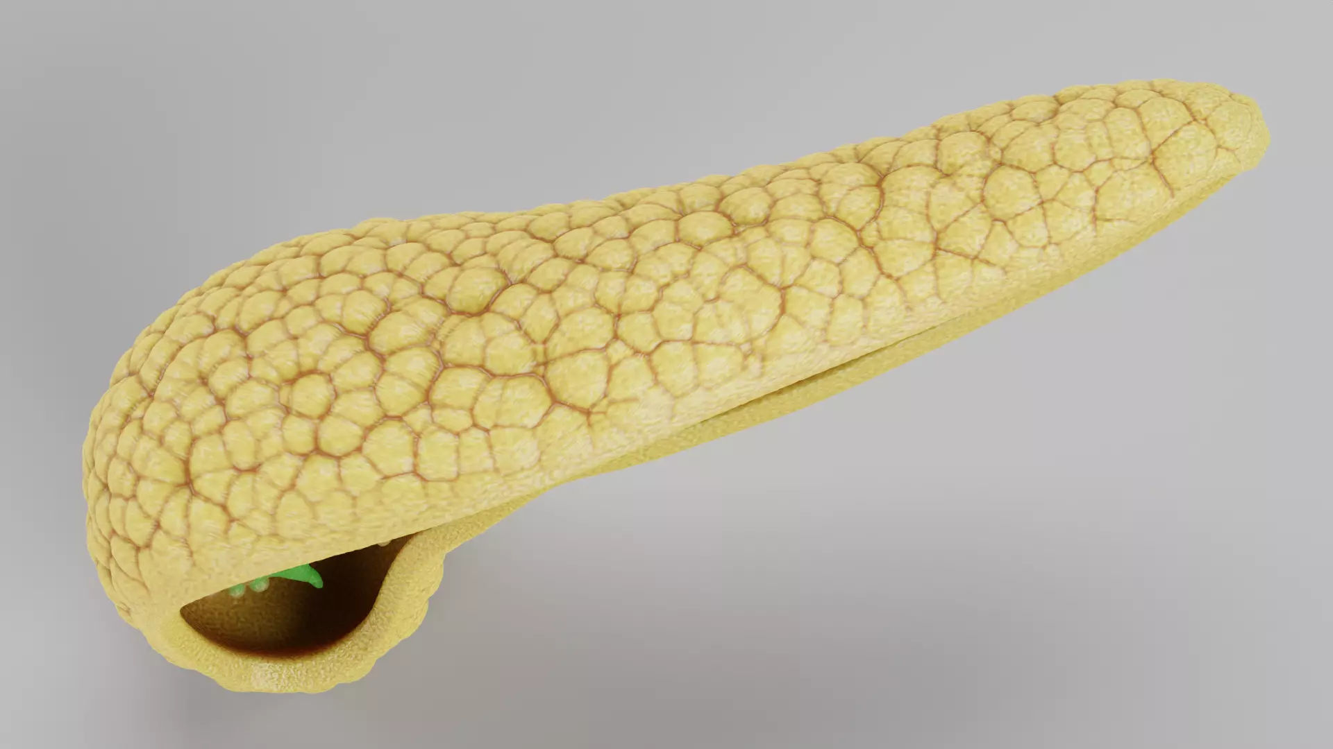 Pancreas Cross-Section - Realistic Human Anatomy 3D model_6