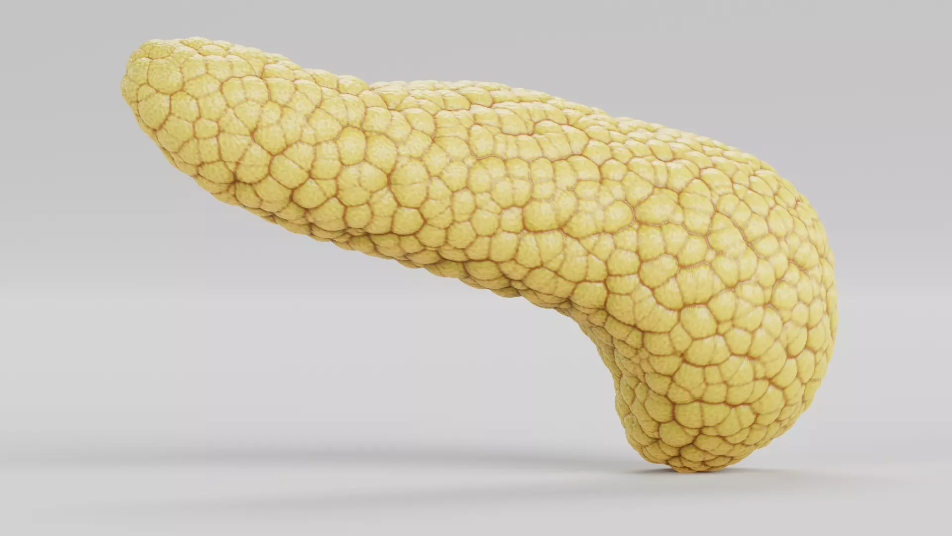 Pancreas Cross-Section - Realistic Human Anatomy 3D model_3