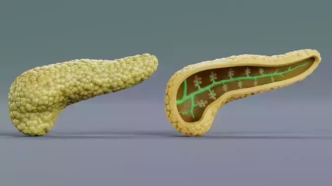 Pancreas Set - Realistic Human Anatomy 3D model