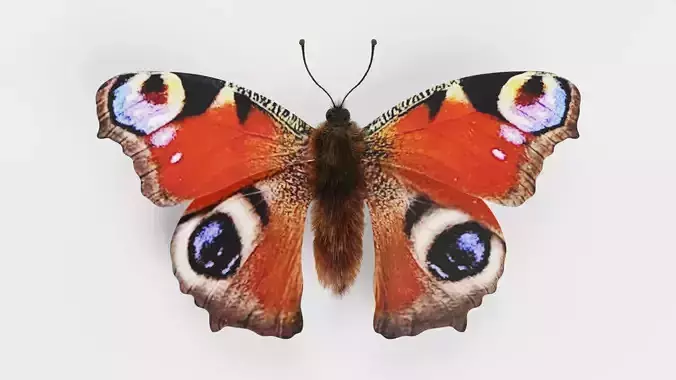 -Peacock Butterfly-