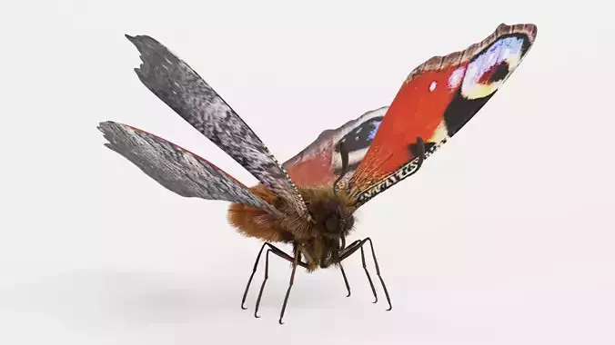 -Peacock Butterfly Rigged-