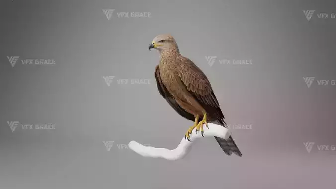 Black Kite Animation 3d model rigging Blender model birds