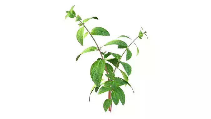 Mint herb plant Low-poly 3D model