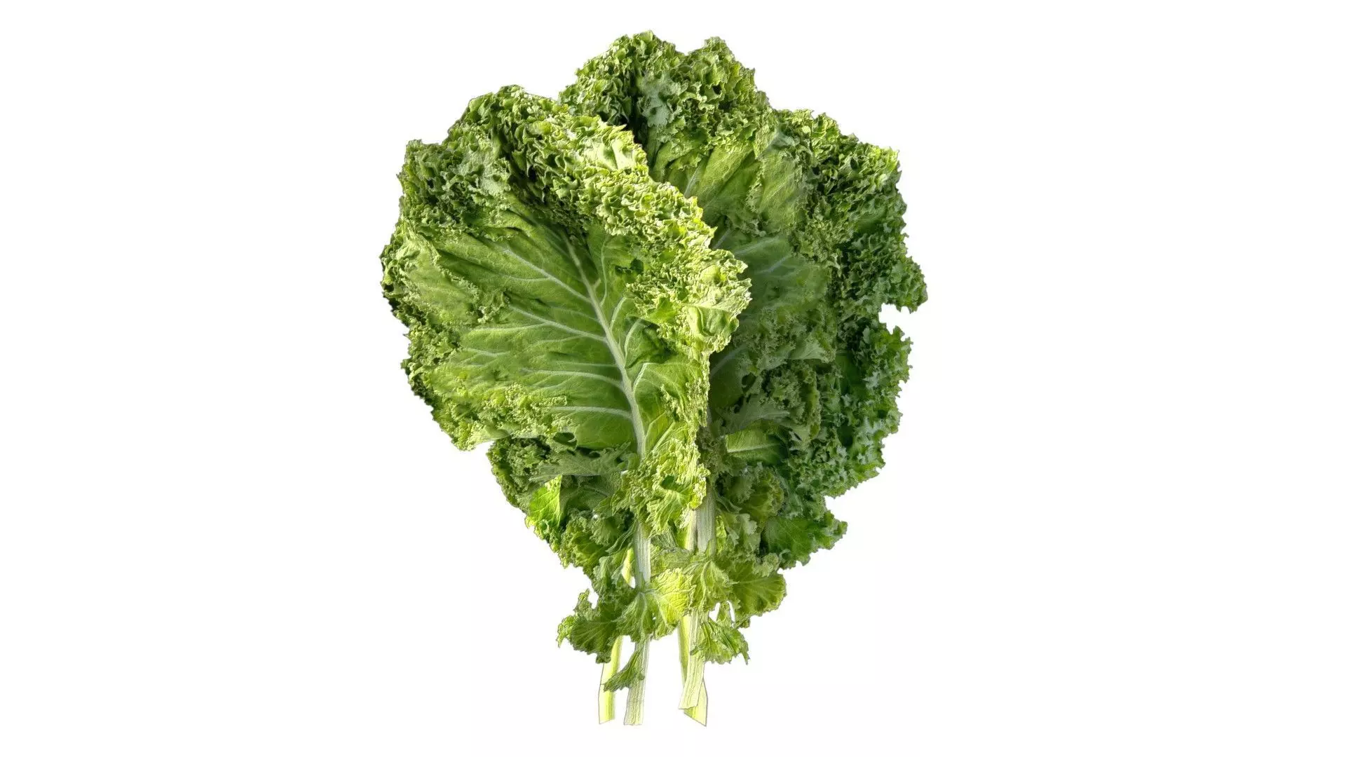 Kale leaf Low-poly 3D model_1