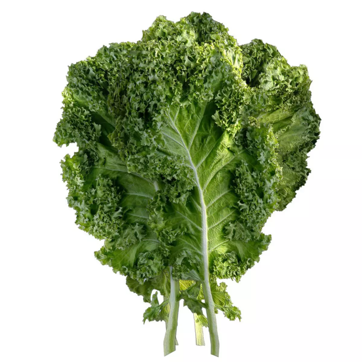 Kale leaf Low-poly 3D model_6