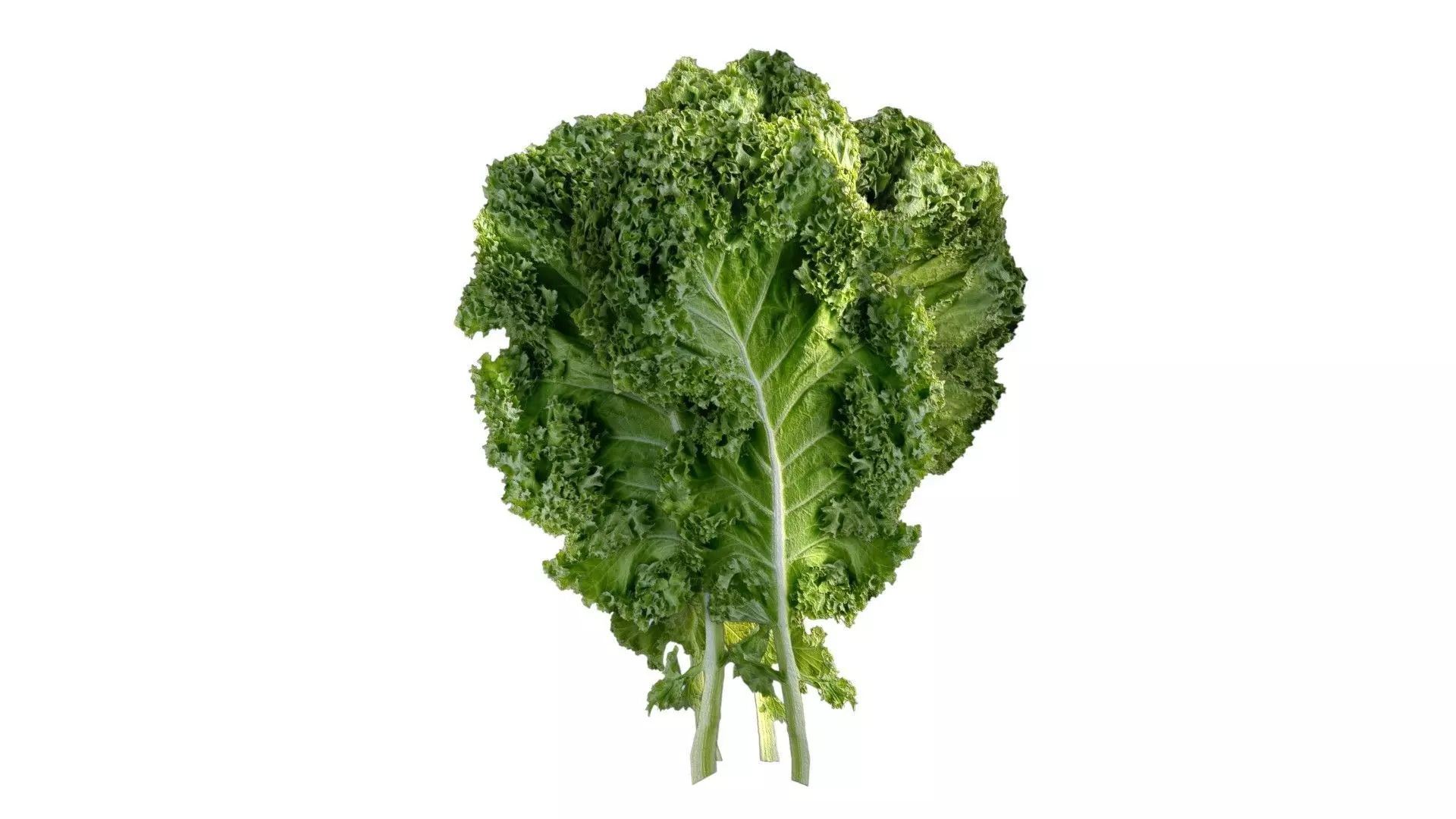 Kale leaf Low-poly 3D model_0