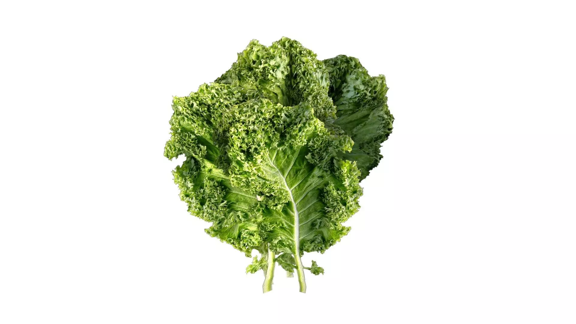 Kale leaf Low-poly 3D model_2