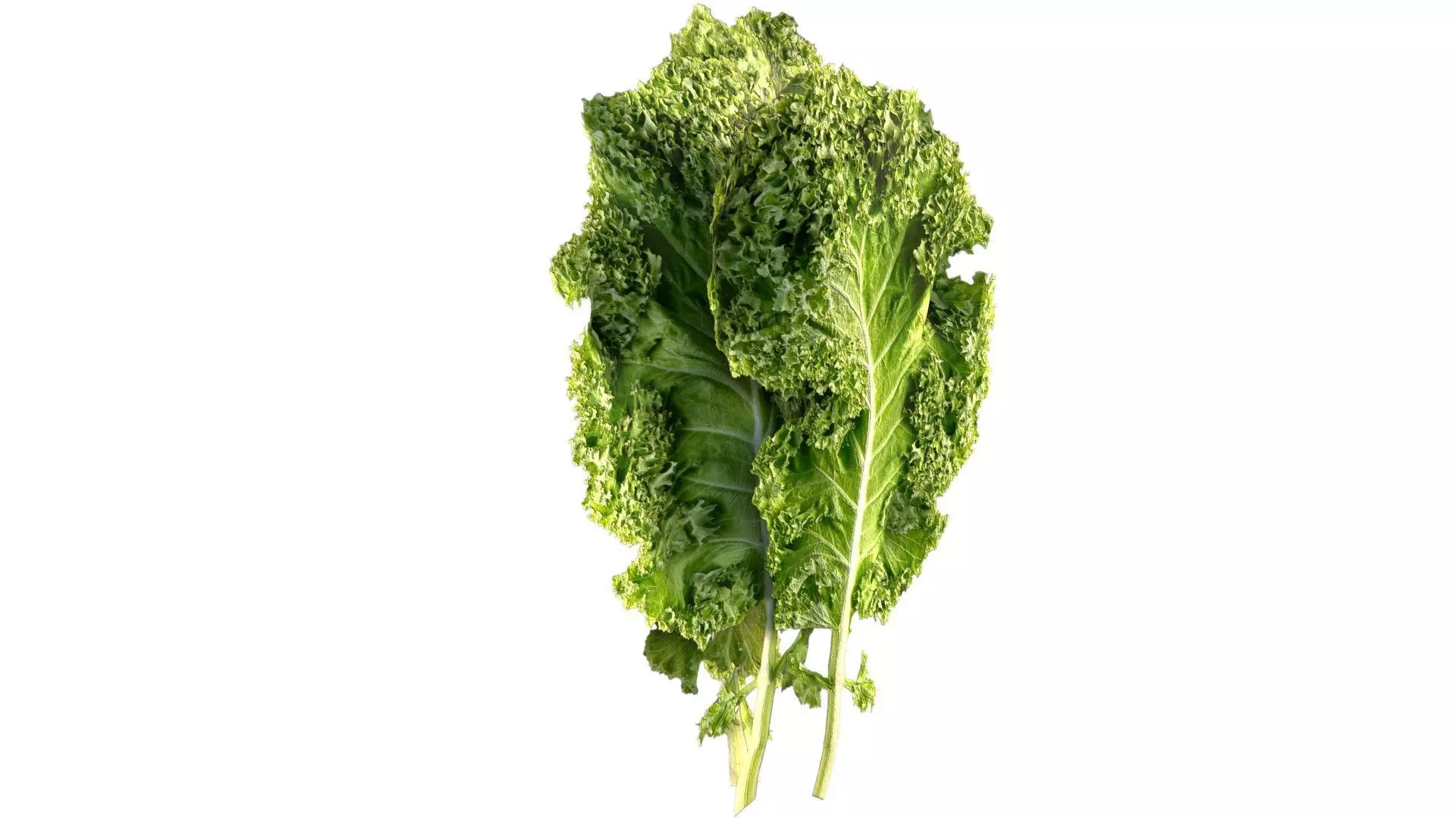 Kale leaf Low-poly 3D model_4