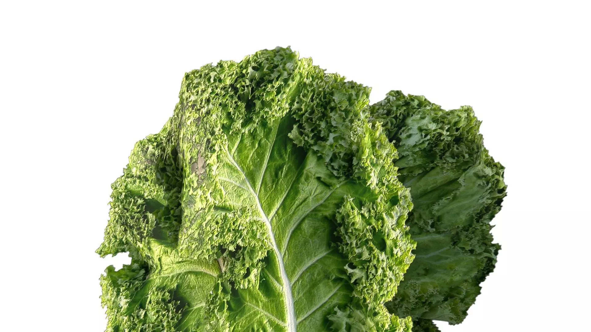 Kale leaf Low-poly 3D model_3