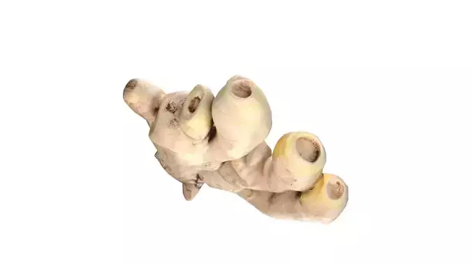 Ginger v2 Low-poly 3D model 6