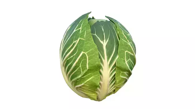 Cabbage green vegetable 