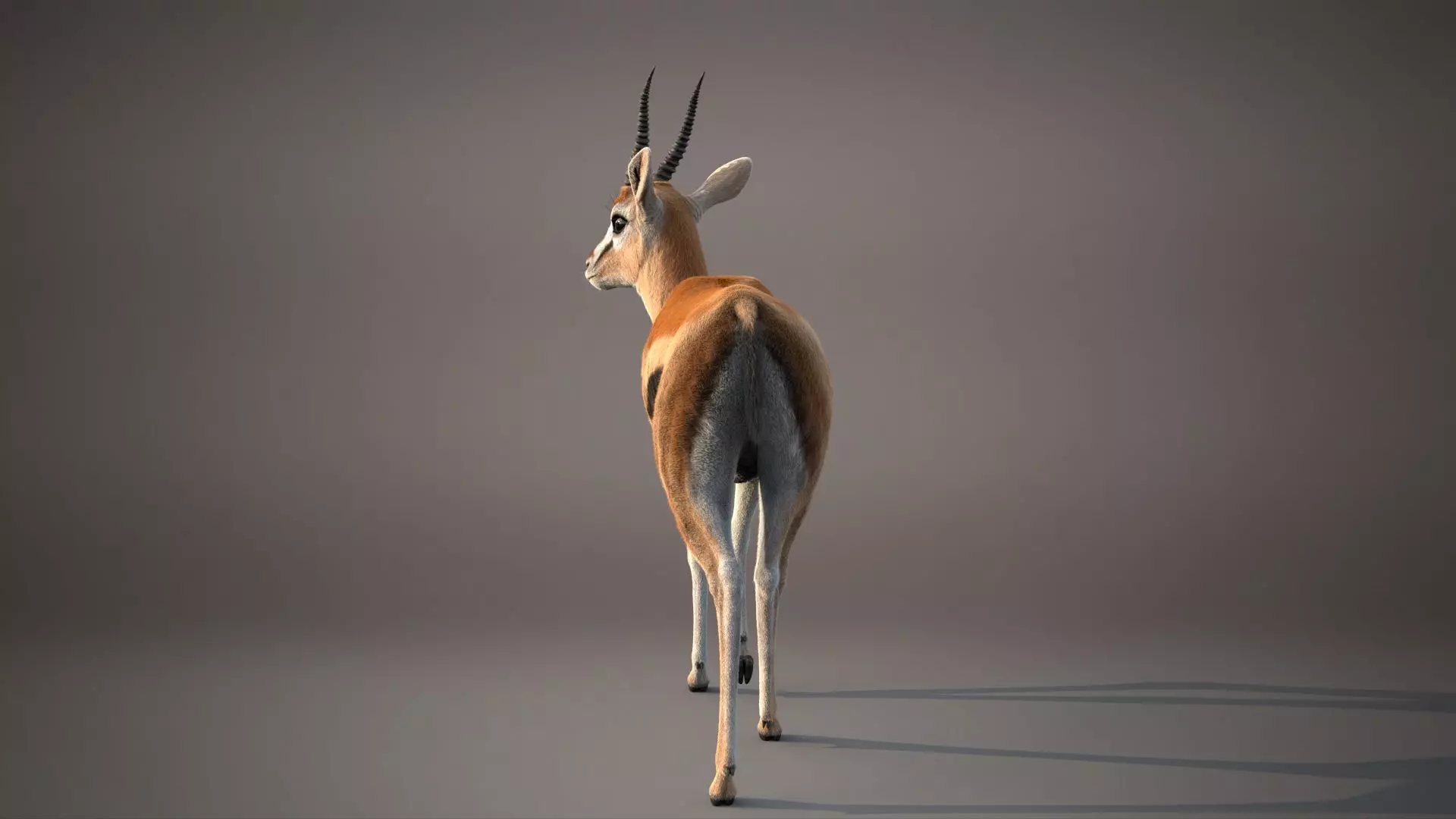 Gazelle Xgen 3D model_4