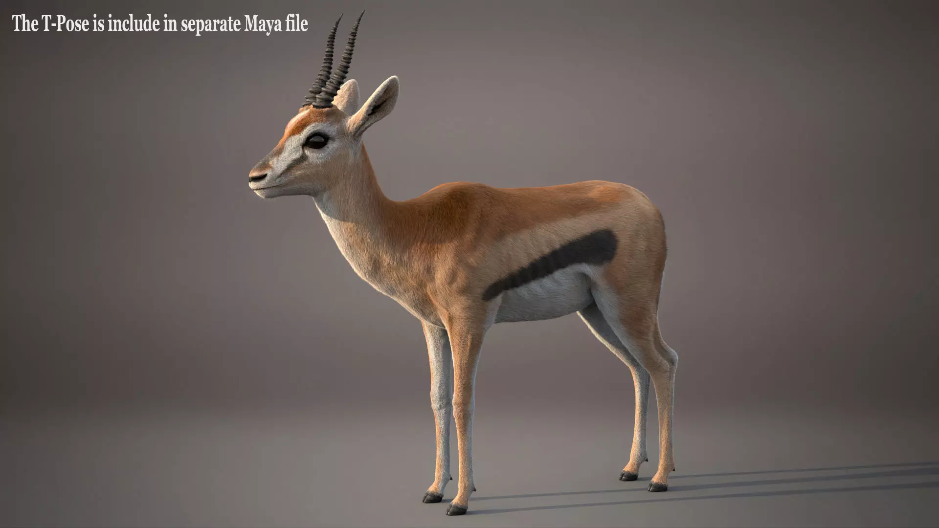 Gazelle Xgen 3D model_11