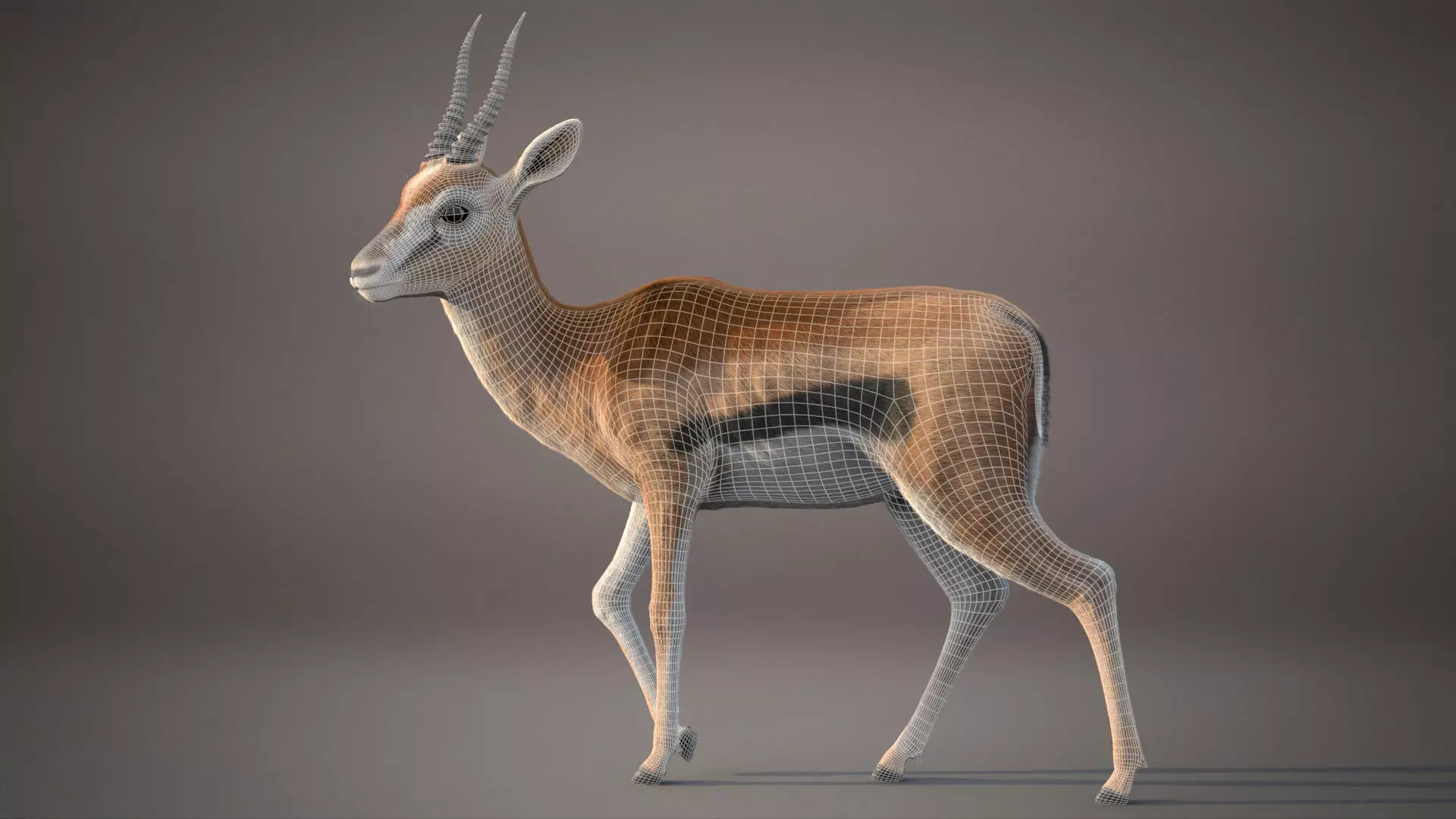 Gazelle Xgen 3D model_2