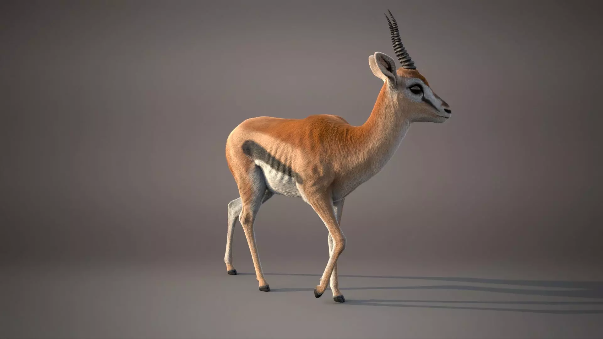 Gazelle Xgen 3D model_10