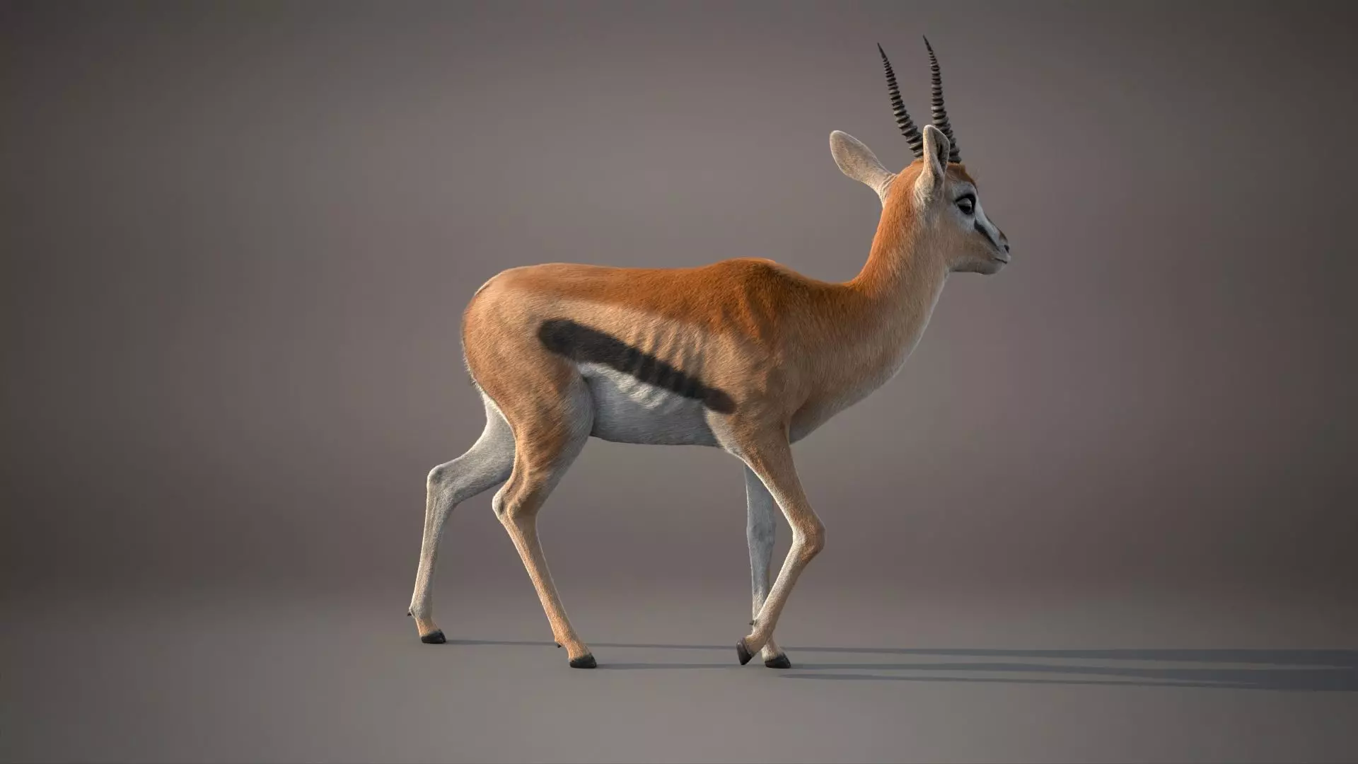 Gazelle Xgen 3D model_6