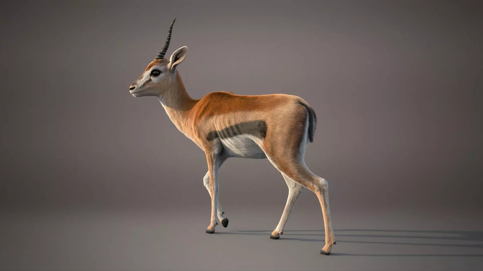 Gazelle Xgen 3D model_9