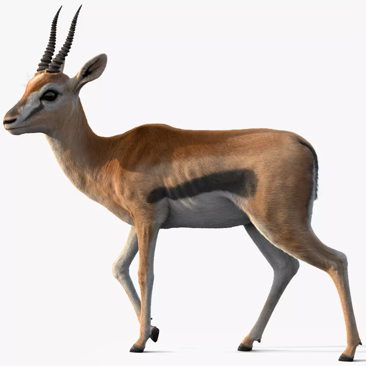 Gazelle Xgen 3D model_0