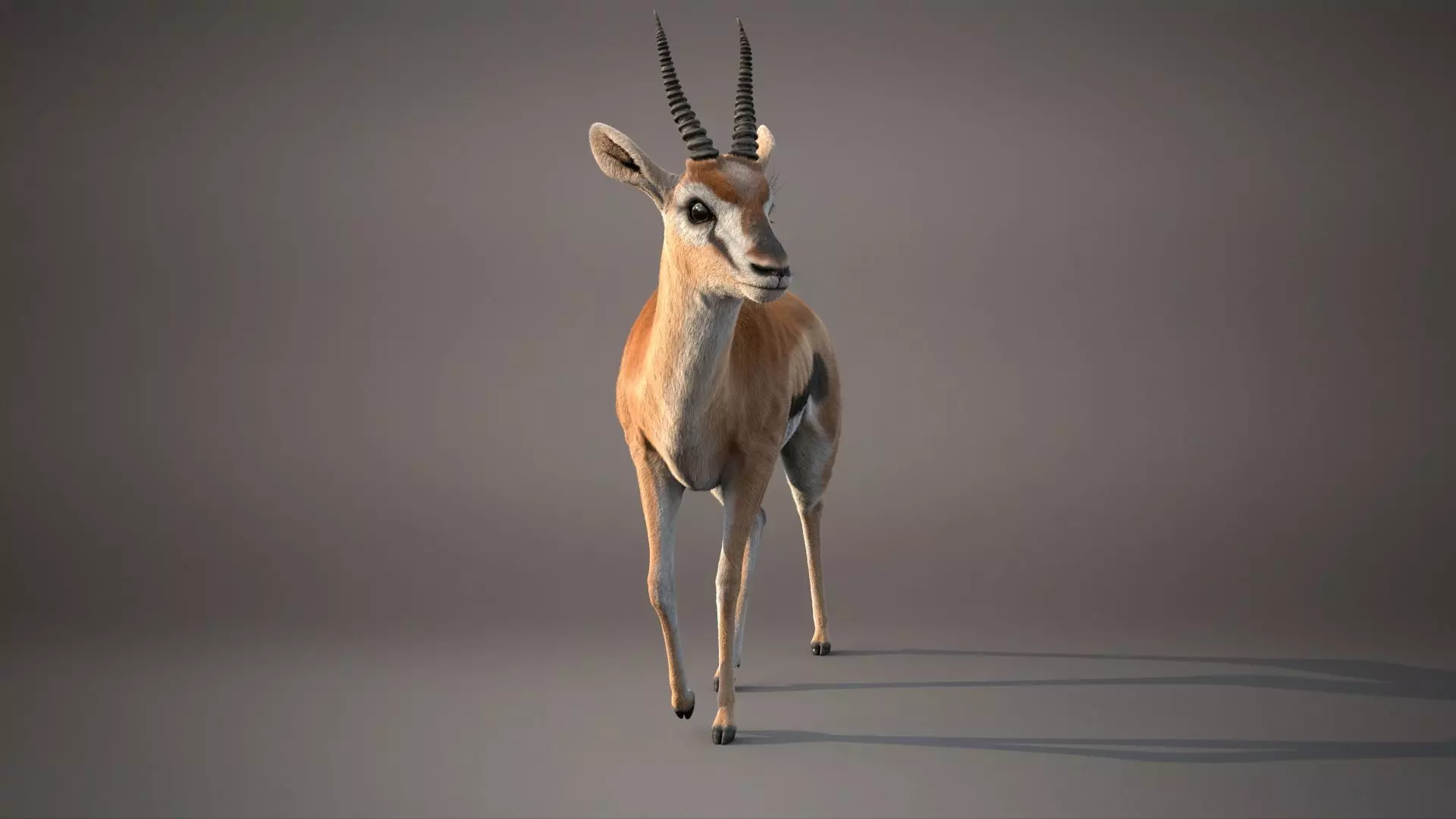 Gazelle Xgen 3D model_5