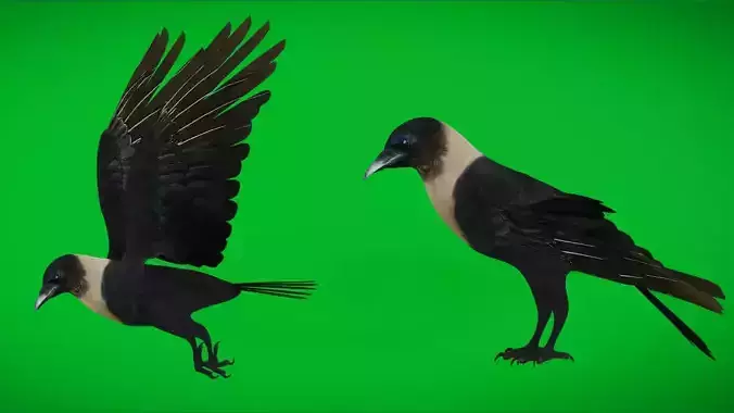 Asian Indian House Crow Bird